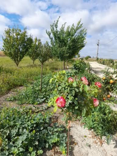 La Crotiniere Βίλα Marmagne  Εξωτερικό φωτογραφία